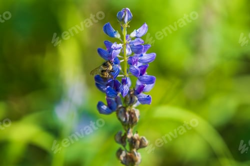 Preview: bumble bee on violet flower with detailed wings