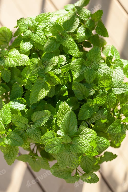 Preview: lemon balm (melissa) herb in flowerpot in garden