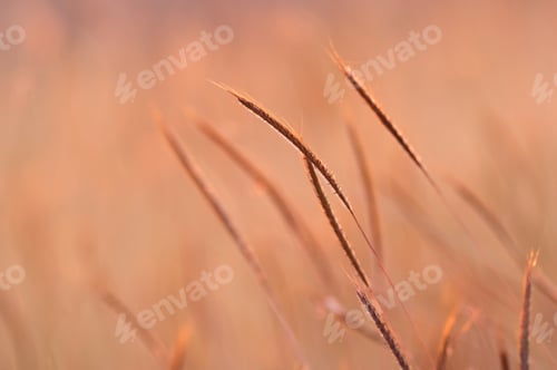 Preview: Grass swing in the warm light and windy
