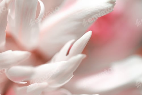 Preview: Petal of pink flower