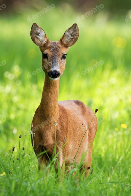 Preview: Lovely roe deer doe standing on meadow in the summer nature