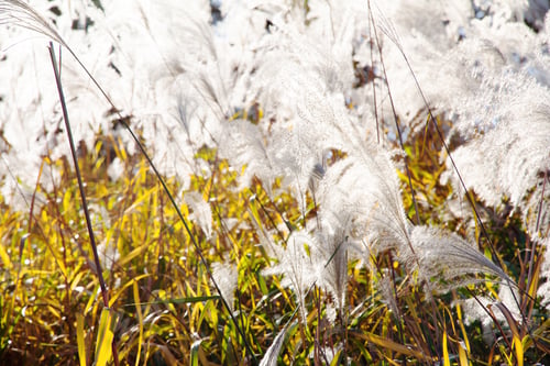 Preview: Image of Field Grass Blowing in the Wind