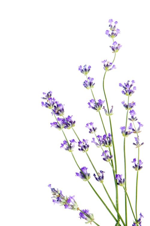 Preview: Beautiful tender lavender flowers on white background, top view