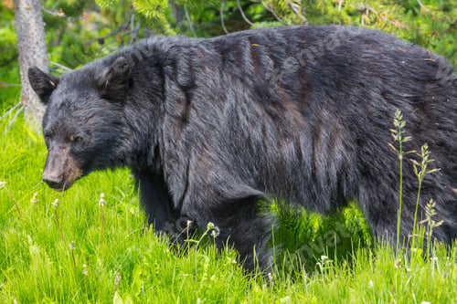 Preview: Black bear