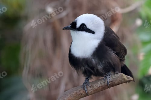 Preview: Sumatran laughingthrush (Garrulax bicolor) bird in forest