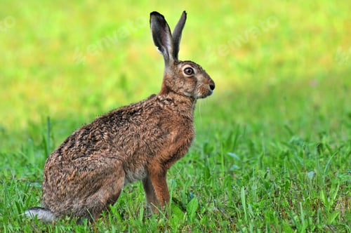 Preview: Brown hare