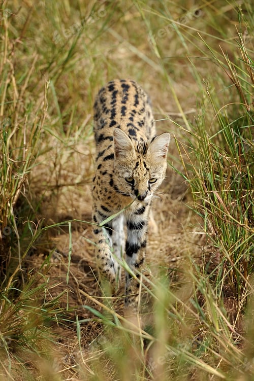 Preview: Serval cat (Felis serval)
