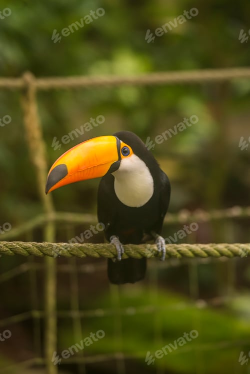 Preview: Toco toucan perched on an outdoor rope.