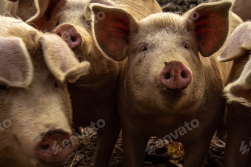 Preview: Pigs on a farm
