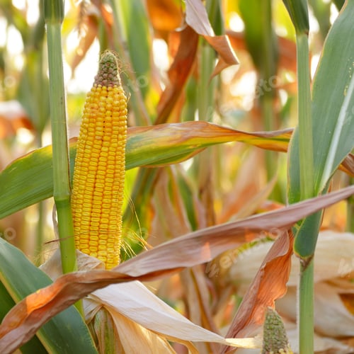 Preview: Backlit Ripe Corn of Maize on stalks at the field ready for harv