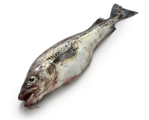 Preview: Alaska pollock isolated on white background