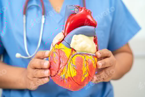 Preview: Cardiovascular disease CVD, Asian doctor holding human anatomy model for learn and treat heart