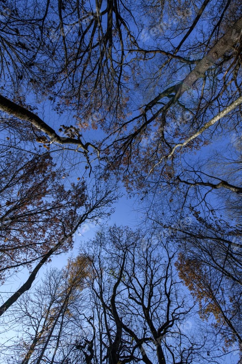 Preview: Autumn trees in a forest and clear blue sky