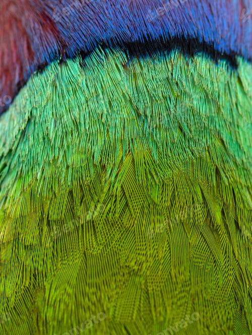 Preview: Macro, close-up on a feathers of a Male Plum-Headed parakeet - Psittacula cyanocephala