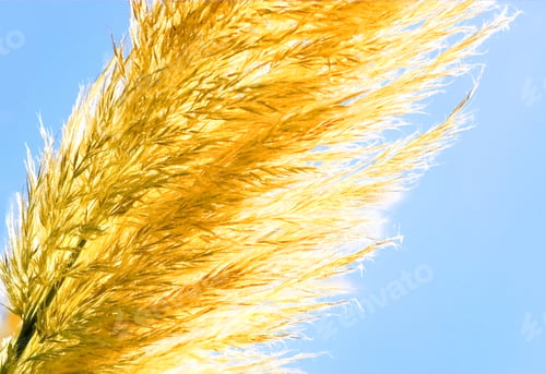 Preview: golden grass
