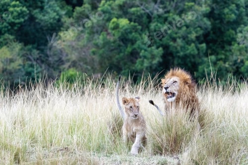 Preview: Lion and Cub in Tall Kenya Grass