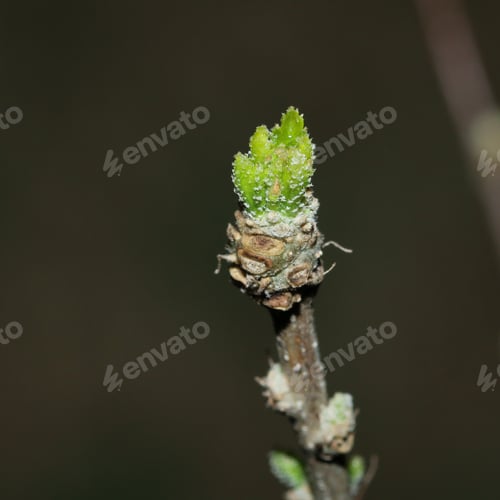 Preview: Close Up Photograph Of New Springtime Growth On A Tree Branch, With Tiny Aphids On The Green Leaves.