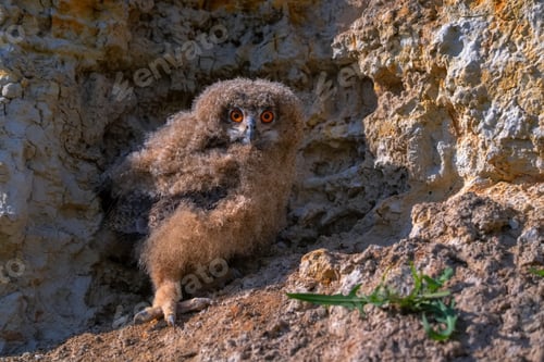 Preview: Nestling of Eurasian eagle-owl or Bubo in steppe