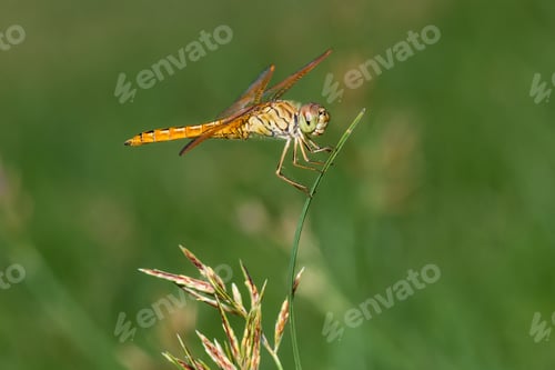 Preview: Dragonfly on top of the grass closeup