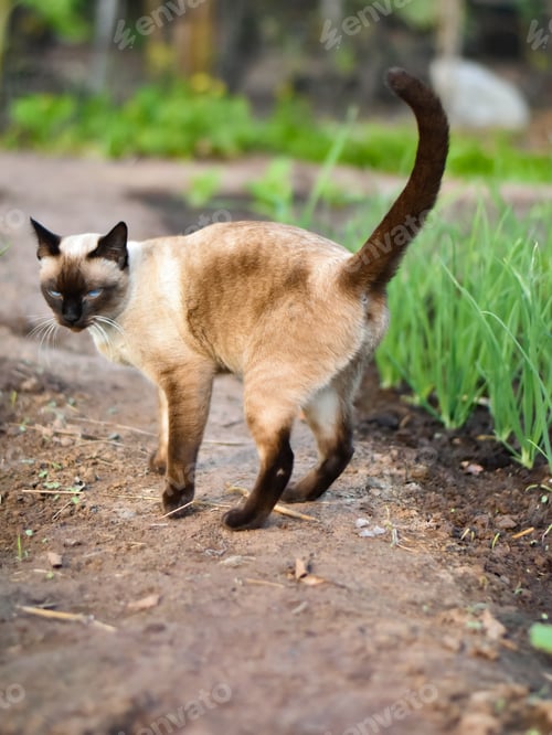 Preview: Siamese cat enjoy and relax in garden with natural sunlight
