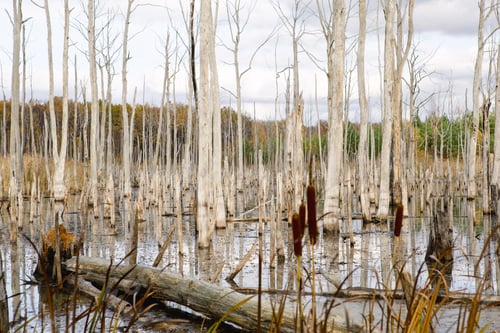 Preview: A swamp with dry dead trees, logs, and flowering cattails. Environmental problems