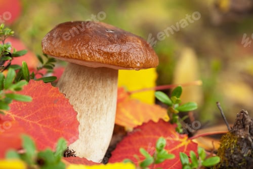 Preview: cep mushroom in forest