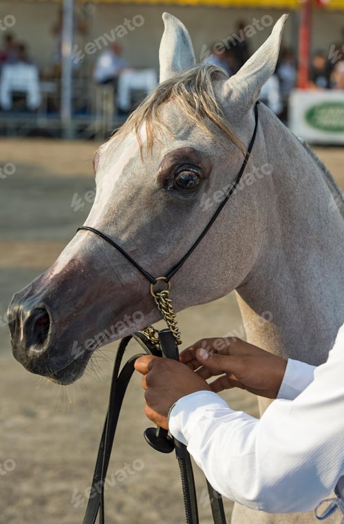 Preview: arabian, horse, mare, stallion, riding