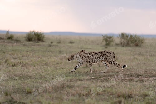 Vista previa: Wild cheetah strides across a grassy plain