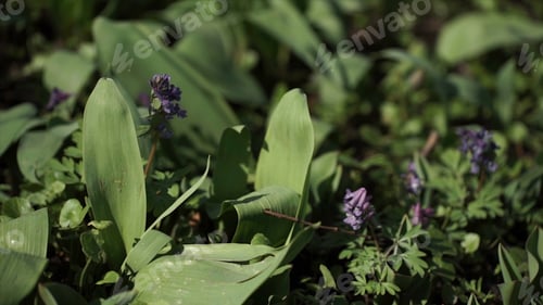 Preview: Lily of the valley Convallaria majalis purple flowers. Purple Lily of the valley on grass. Spring