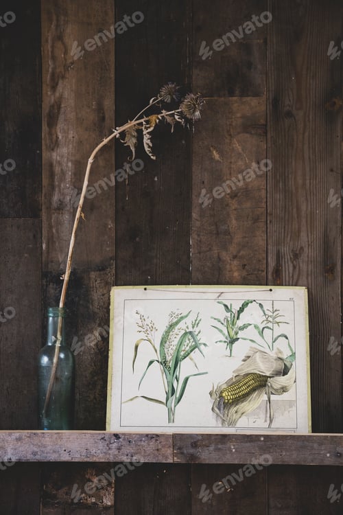 Preview: Close up of vintage illustration of maize and in dried flower in glass bottle on wooden shelf.