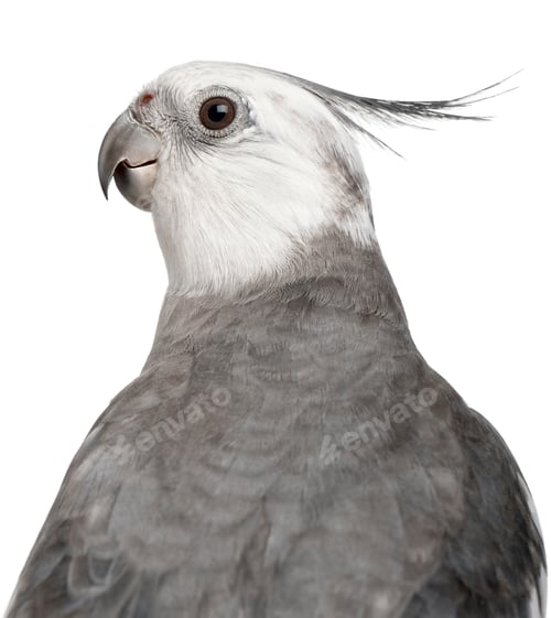 Preview: Close-up of Male Cockatiel, Nymphicus hollandicus, in front of white background