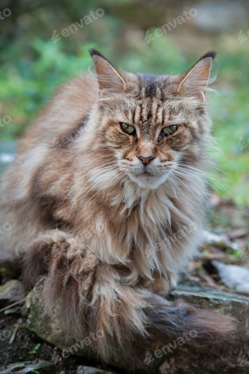 Preview: portrait of old maine coon Brown and black coon cat looking directly at the camera