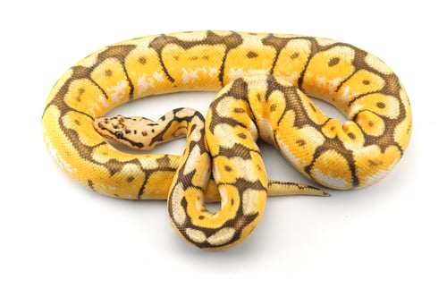Preview: Snake Ball python isolated on white background