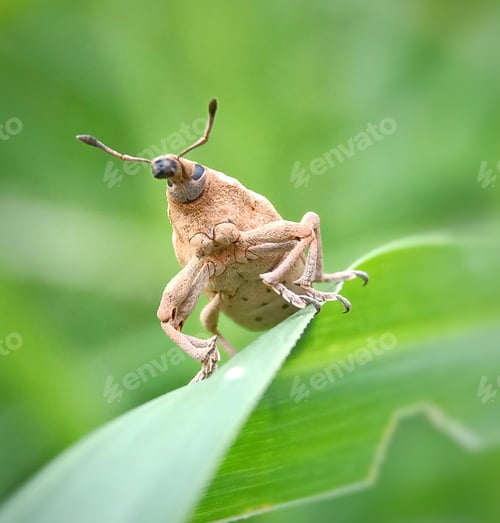 Preview: Weevil