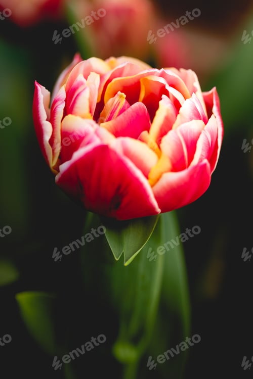 Preview: Close up macro of the flower head of a red and yellow tulip