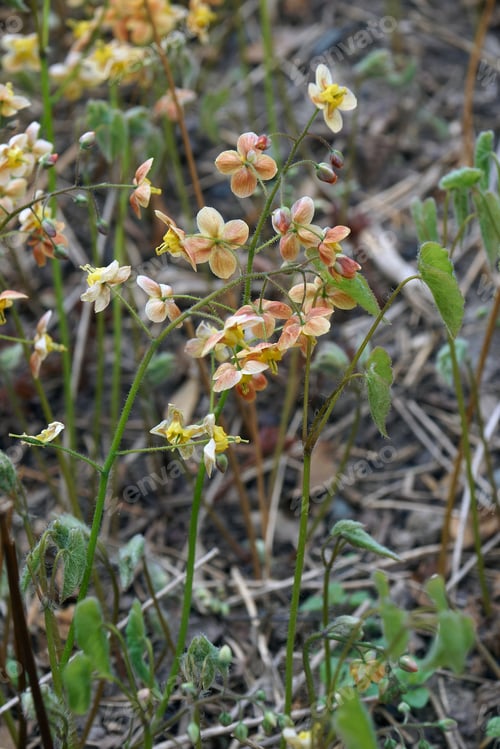 Preview: Fairy Wings Epimedium (Epimedium X Warleyense). Called Bishop’S Hat, Horny Goat Weed And Barrenwort