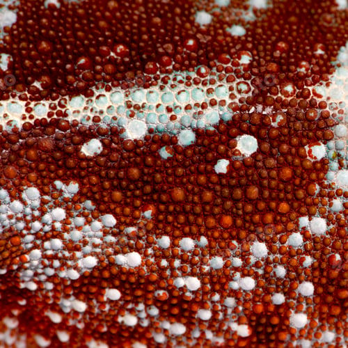 Preview: close-up on a colorful reptile skin
