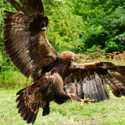 Preview: Golden Eagle - Scottish Highlands