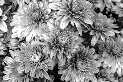 Preview: Floral Close Up in Black and White