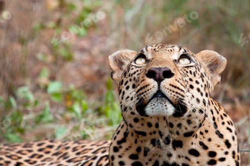 Preview: A leopard's head, Panthera pardus, looking up out of frame, yellow eyes, greenery in the background