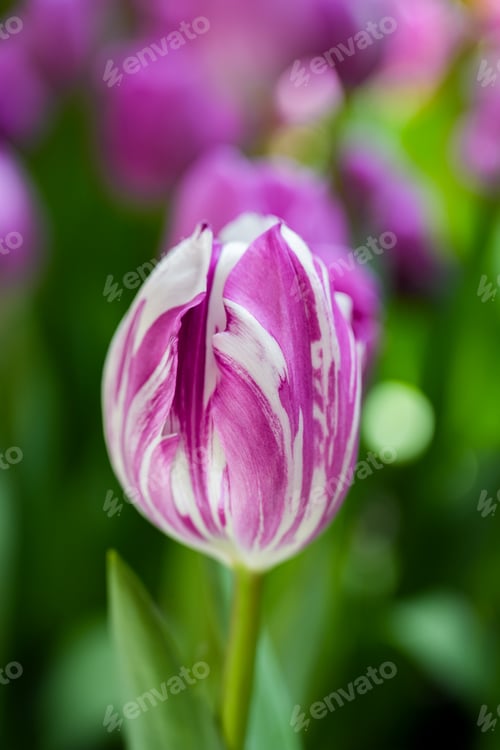 Preview: Purple tulips on natural background.