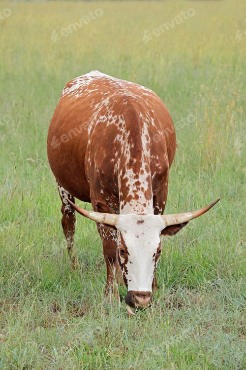 Preview: Nguni cow on rural farm - South Africa