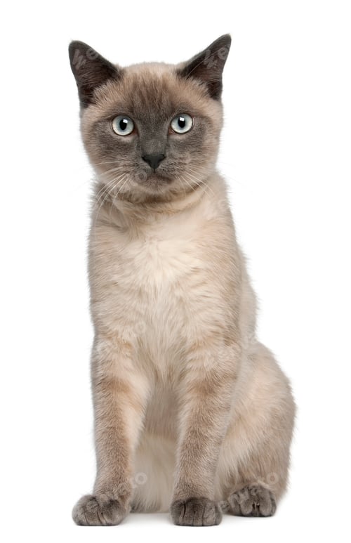 Preview: Siamese kitten, 6 months old, sitting in front of white background