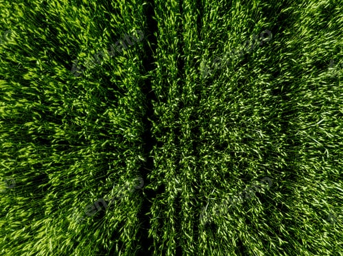 Preview: Aerial top view of Green Country Field with row lines.