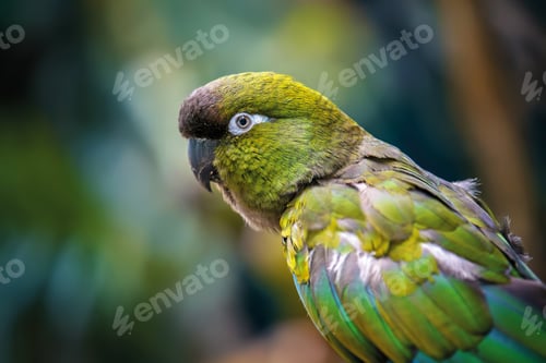 Preview: Portrait Burrowing parrot in jungle. Wildlife scene from nature