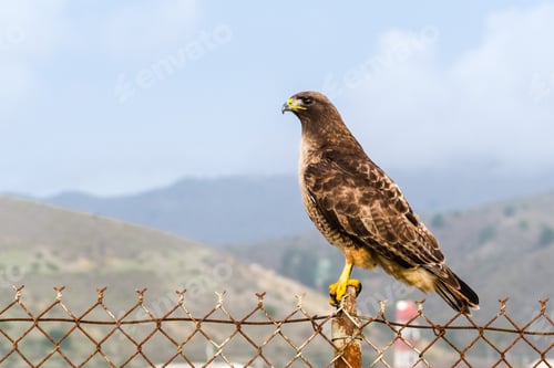 Preview: Red-tailed Hawk (Buteo jamaicensis) sitting on a fence, San Francisco bay area, California