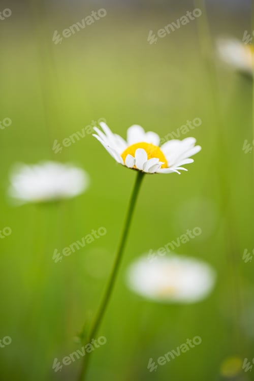 Preview: field of daisies