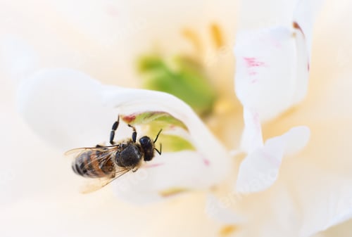 Preview: Bee sitting on white flower