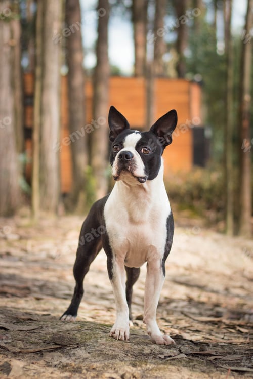 Preview: Vertical shot of cute Boston Terrier posing in the park