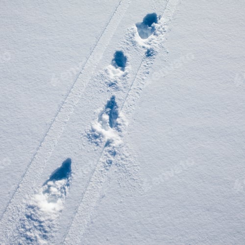 Preview: Tracks left by skiers,impressions of skis and poles in deep snow